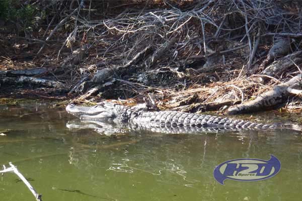 Hilton Head Alligator Tour
