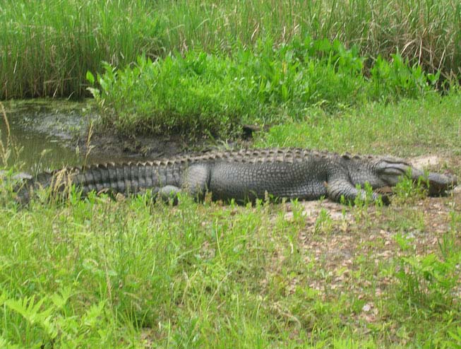 Alligator Tours
