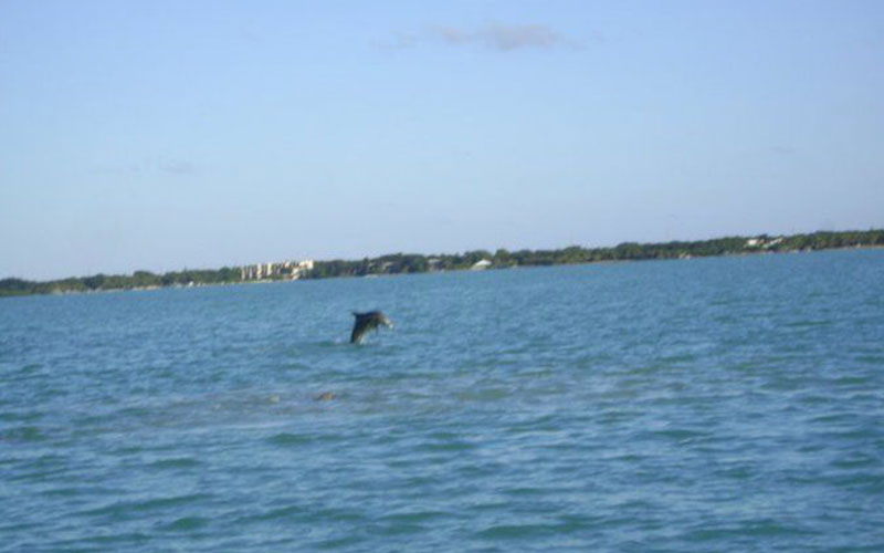 hilton-head-island-dolphin-cruise-002