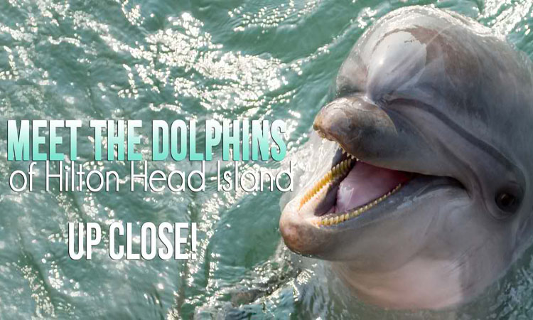 Dolphin Tours Hilton Head Island, SC