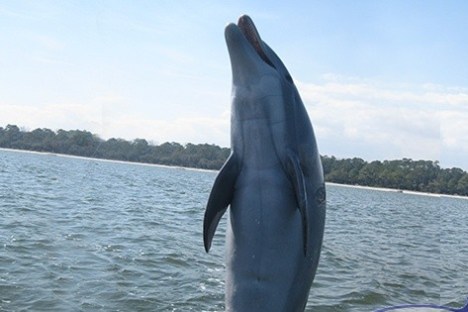 a dolphin jumping out of a body of water