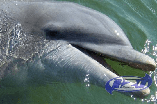 a close up of a dolphin in the water