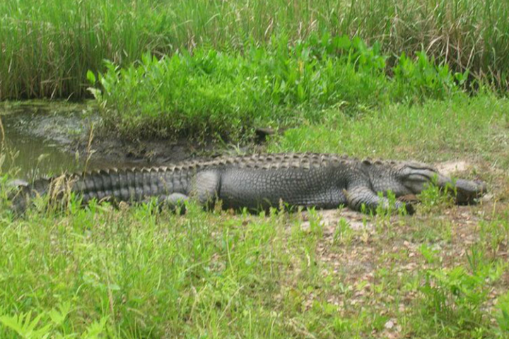 a reptile on a grassy field