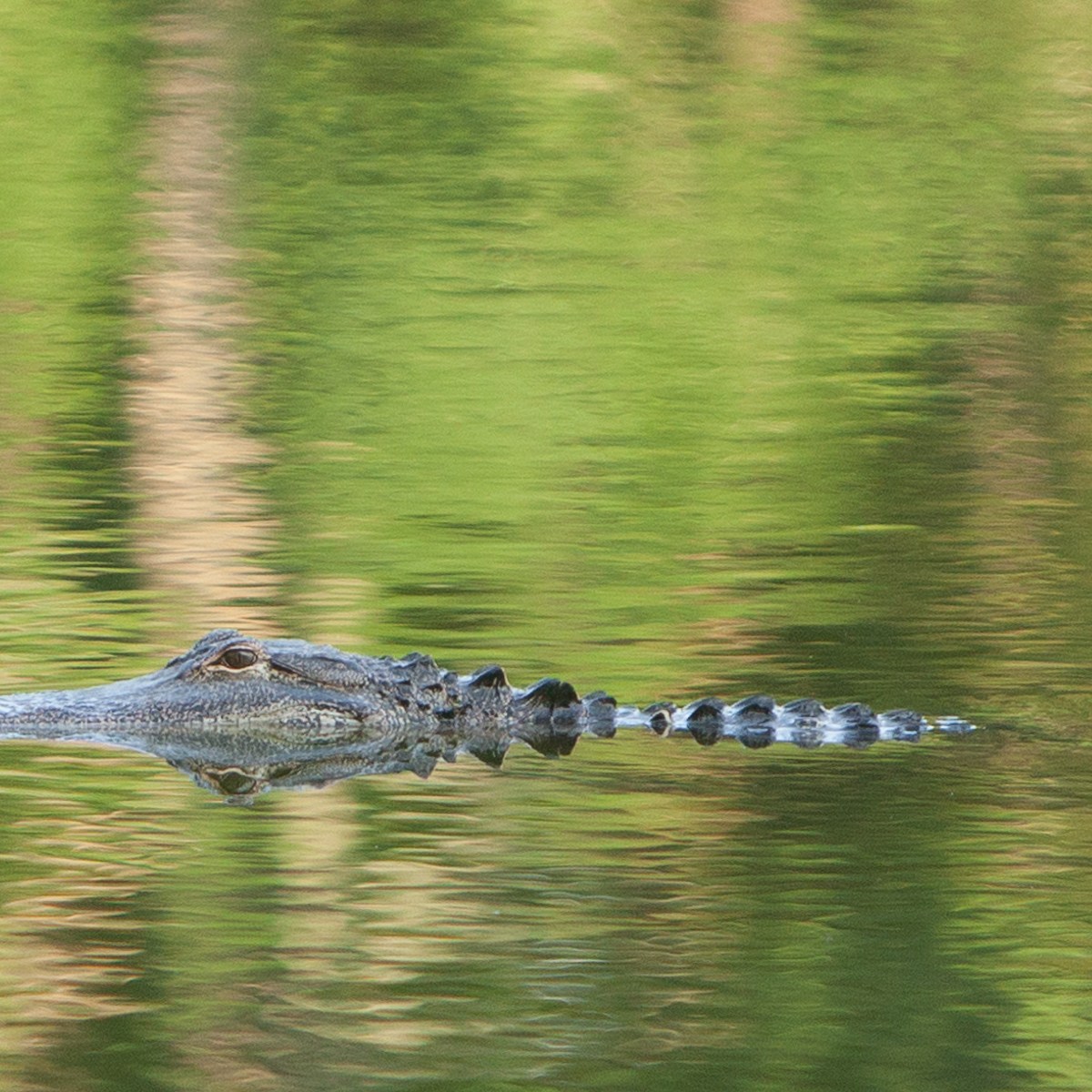 a reptile on a body of water